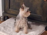 Mâle Yorkshire Terrier disponible pour saillie