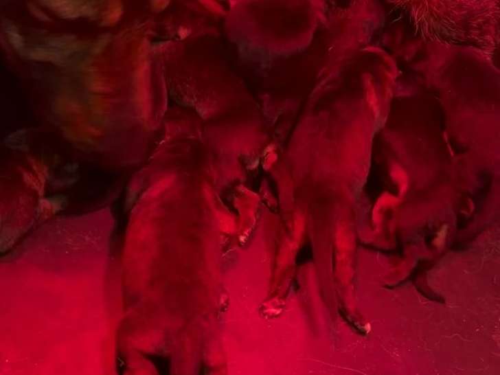 Chiot Femelle Berger Allemand noir LOF Réservation