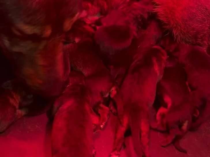 Réservation Avril Chiot Femelle Berger Allemand noir LOF