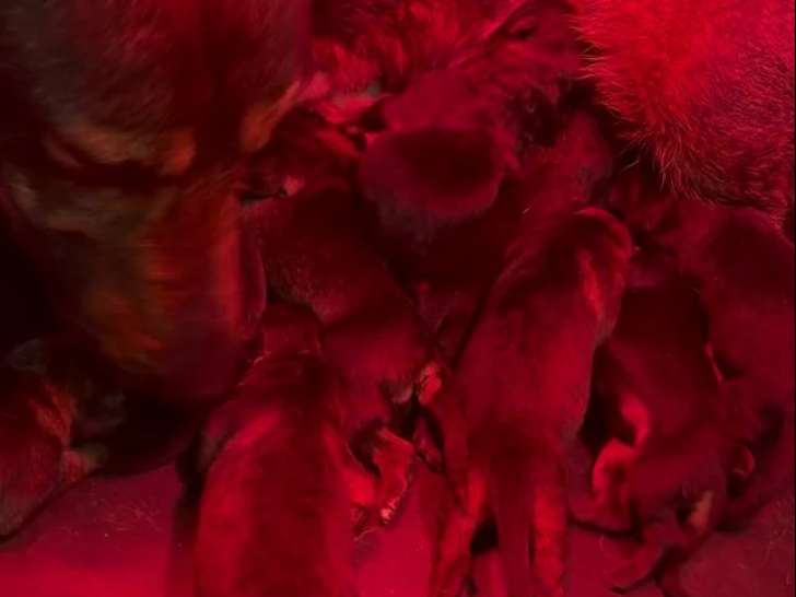 Chiot Berger Allemand noir Femelle LOF Réservation