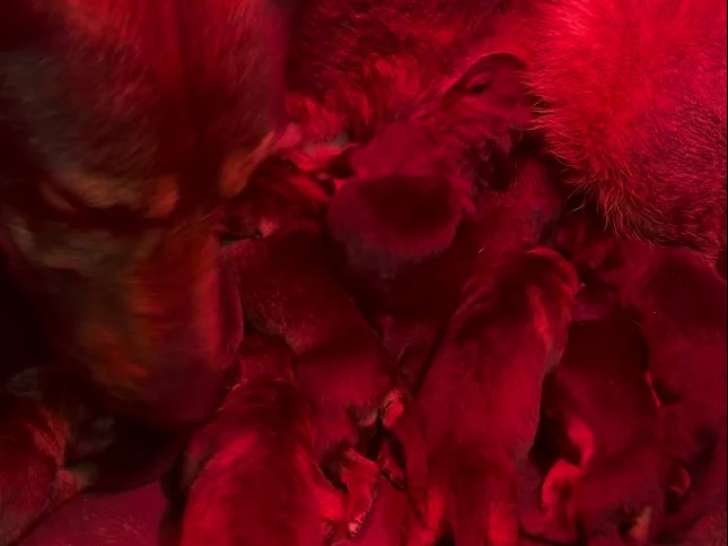 Réservation 1 Femelle Berger Allemand noir LOF