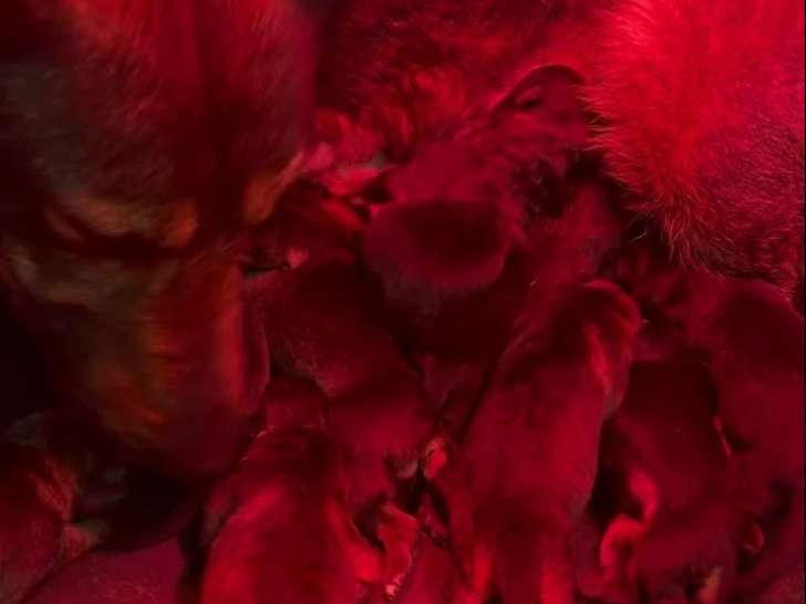 À réserver 1 Femelle Berger Allemand noir LOF