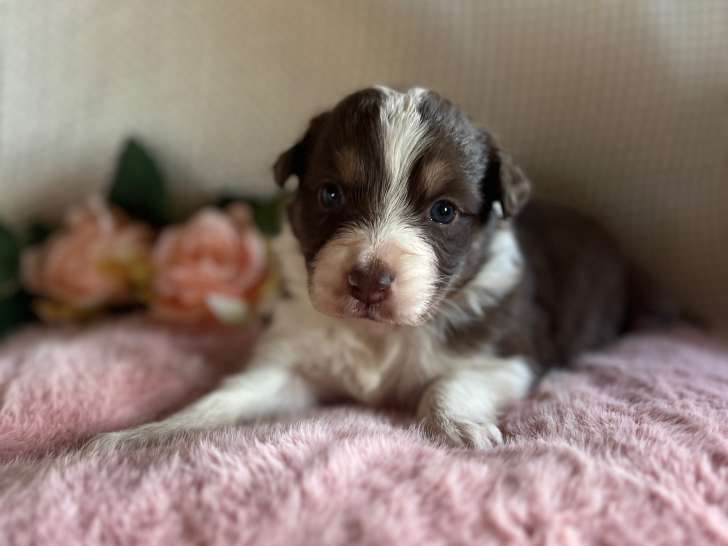 Chiots Berger Australien à vendre
