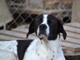 Zuri merveilleux Pointer Anglais de 2 ans à adopter en association