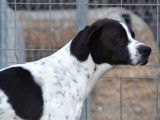 Zuri merveilleux Pointer Anglais de 2 ans à adopter en association