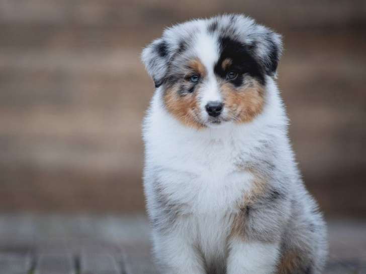 2 jeunes Bergers Australiens LOF d'octobre 2025 à vendre