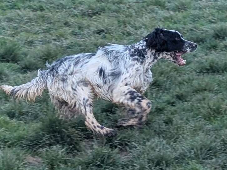 1 jeune Setter Anglais mâle blue belton LOF de juin 2025, à vendre
