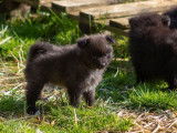 5 chiots mâles Spitz noirs de janvier 2026, à réserver
