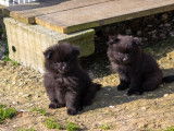 5 chiots mâles Spitz noirs de janvier 2026, à réserver