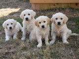 8 chiots Golden Retriever de janvier 2026, 4 mâles et 4 femelles à vendre