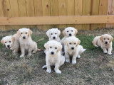 8 chiots Golden Retriever de janvier 2026, 4 mâles et 4 femelles à vendre