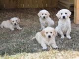 8 chiots Golden Retriever de janvier 2026, 4 mâles et 4 femelles à vendre