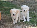8 chiots Golden Retriever de janvier 2026, 4 mâles et 4 femelles à vendre