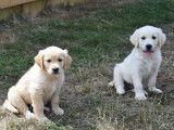 8 chiots Golden Retriever de janvier 2026, 4 mâles et 4 femelles à vendre