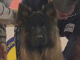 Vauban, mâle Berger Allemand poil long LOF, disponible pour saillie