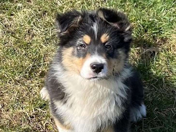 2 femelles Bergers Australiens tricolores noires, disponibles à la vente