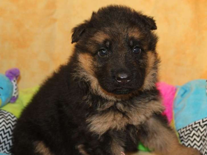 Chiots Berger Allemand de janvier 2026, mâles disponibles à la réservation