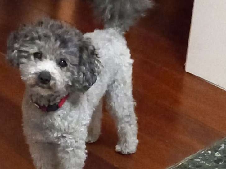 Caniche toy gris à placer pour retraite