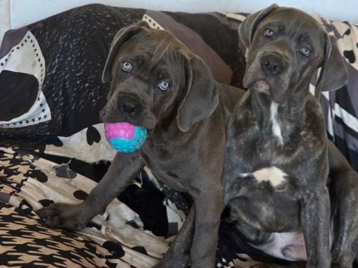 Mâle Cane Corso LOF de novembre 2025 à vendre