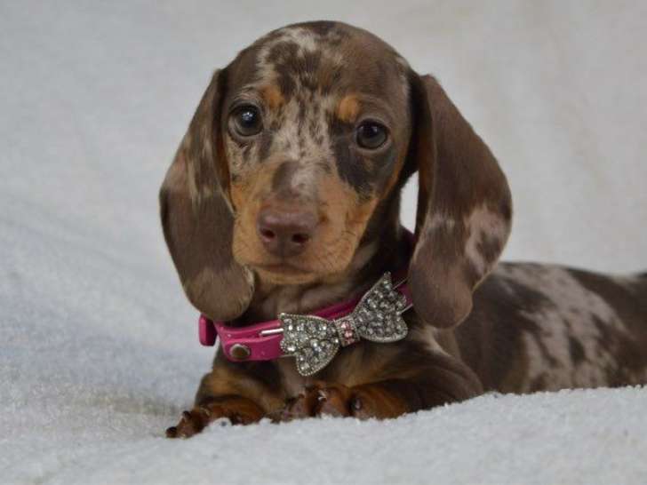 3 chiots Teckel Nain arlequin chocolat de janvier 2026, à réserver