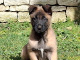 5 chiots Berger Belge Malinois LOF de janvier 2026, 4 mâles et 1 femelle, à vendre