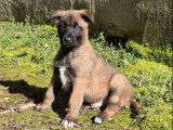 5 chiots Berger Belge Malinois LOF de janvier 2026, 4 mâles et 1 femelle, à vendre