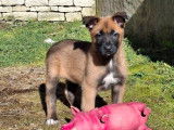 5 chiots Berger Belge Malinois LOF de janvier 2026, 4 mâles et 1 femelle, à vendre
