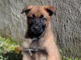 5 chiots Berger Belge Malinois LOF de janvier 2026, 4 mâles et 1 femelle, à vendre