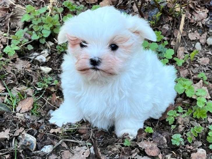 Artaban, mâle Bichon Maltais blanc et sable de décembre 2025, petit gabarit à vendre