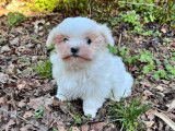 Artaban, mâle Bichon Maltais blanc et sable de décembre 2025, petit gabarit à vendre