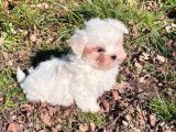 Artaban, mâle Bichon Maltais blanc et sable de décembre 2025, petit gabarit à vendre