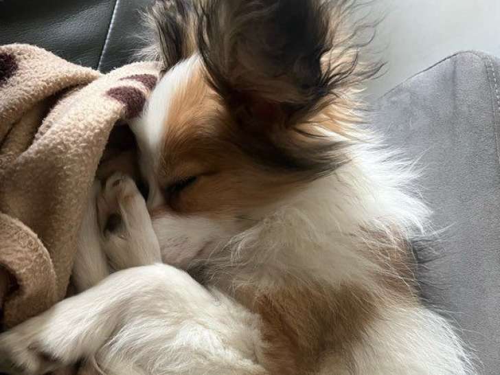 1 mâle Épagneul Nain Continental Papillon LOF d'octobre 2025, à vendre