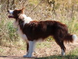 Mâle Border Collie testé, disponible pour saillie (non LOF)