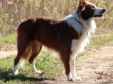 Mâle Border Collie testé, disponible pour saillie (non LOF)