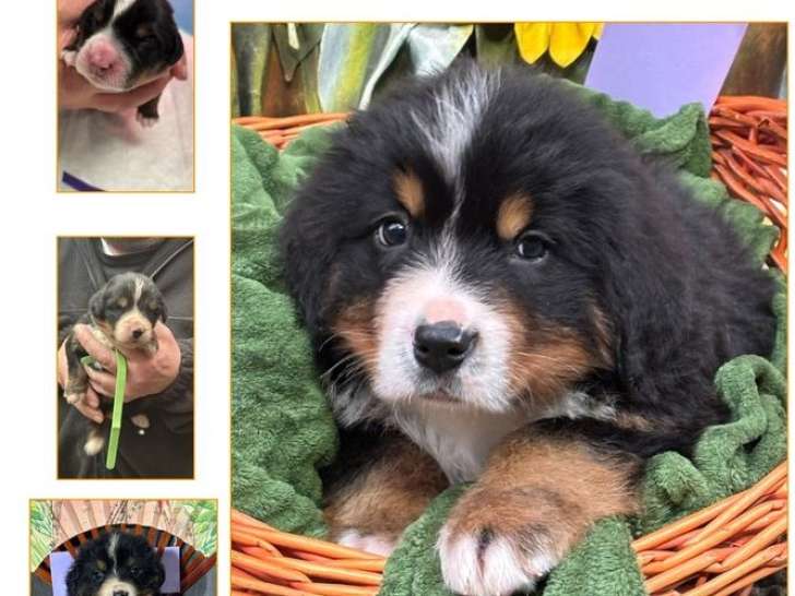 Mâle Bouvier Bernois de novembre 2025, à vendre