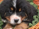 Mâle Bouvier Bernois de novembre 2025, à vendre