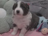 Chiots Border Collie avec pedigree à vendre