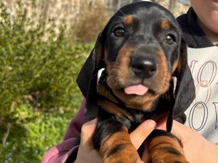 Chiot Teckel standard à poil ras à vendre