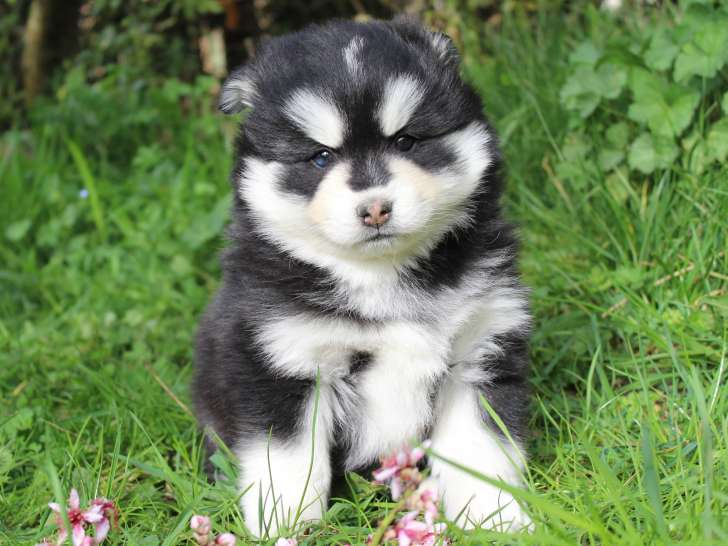 Adorable chiots Pomsky à vendre