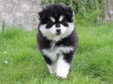 Adorable chiots Pomsky à vendre