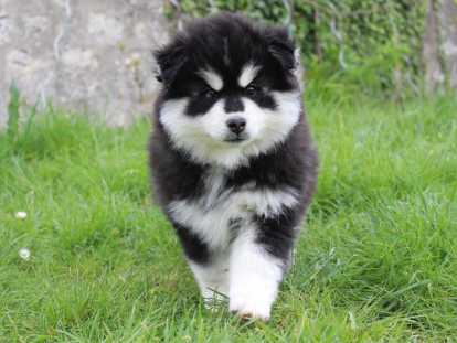 Adorable chiots Pomsky à vendre