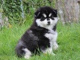 Adorable chiots Pomsky à vendre