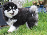 Adorable chiots Pomsky à vendre