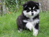 Adorable chiots Pomsky à vendre