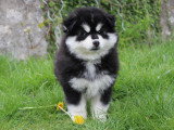 Adorable chiots Pomsky à vendre