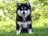 Adorable chiots Pomsky à vendre
