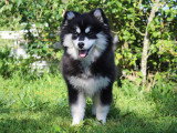 Adorable chiots Pomsky à vendre