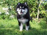 Adorable chiots Pomsky à vendre