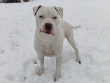 Disponible à l’adoption : chien Dogue Argentin blanc de 8 ans