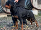 Super chiots Rottweiler à naître en avril 2026